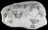 Museum Quality Crinoid Plate ( Species) - Indiana #50960-6
